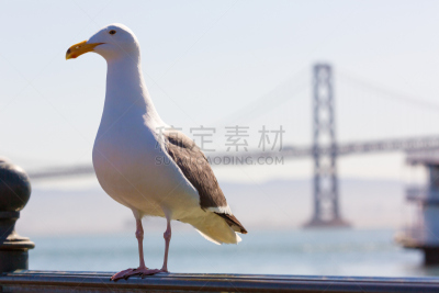 海湾大桥,海鸥,加利福尼亚,皮尔塞文,旧金山,弗里斯科,湾区,天空,水平画幅,无人