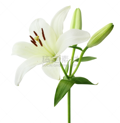 百合花,分离着色,花蕾,自然,垂直画幅,侧面视角,绿色,白色,叶子,花