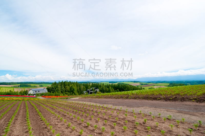 美瑛町,山,夏天,色彩鲜艳,北海道,富良野盆地,避暑圣地,天空,留白,度假胜地