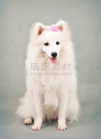 斯皮茨狗,爱斯基摩犬,萨摩耶犬,博美犬,毛发蓬乱,毛茸茸的毛皮,骄纵宠物,垂直画幅,美,注视镜头