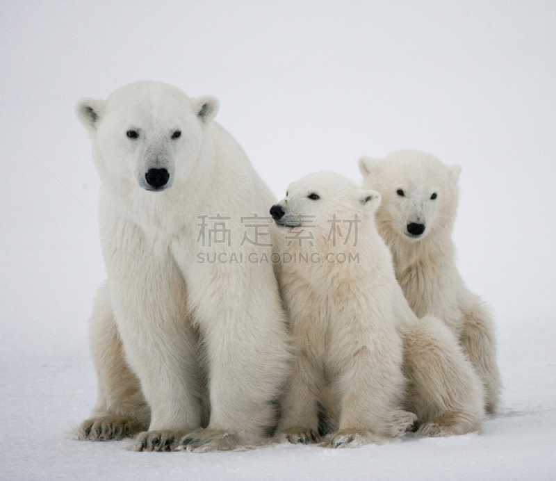 北极熊,冻原,幼兽,风,暴风雨,国家公园,水平画幅,雪,无人,动物习性