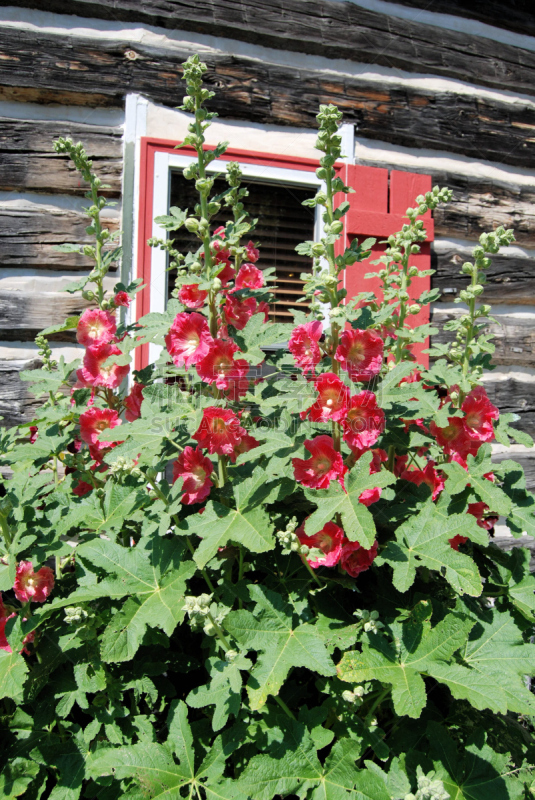 Red Hollyhocks