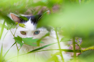 猫,灌木,可爱的,虹膜异色症,哺乳纲,猫科动物,草,动物,户外,绿色眼睛