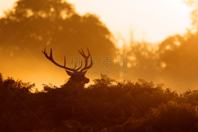 马鹿,雄鹿,水平画幅,早晨,野外动物,动物主题,橡树林地,树林,黎明,鹿角