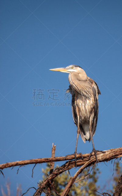 大蓝苍鹭,垂直画幅,热带鸟,天空,海湾沿海,无人,纳布勒斯,鸟类,动物身体部位,野外动物