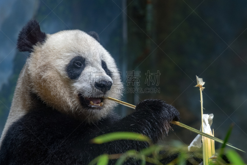 竹,大熊猫,成都,自然,美国,毛皮,水平画幅,可爱的,原野,户外