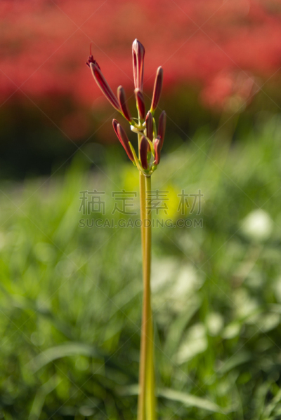 蜘蛛百合,红松,亚洲百合,鲜花盛开,秋天,红毯秀,垂直画幅,秋分,图像,红蜘蛛百合