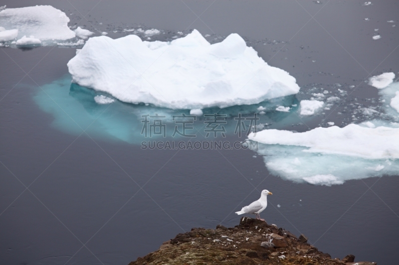 海鸥,冰山,贼鸥,水,气候,水平画幅,雪,鸟类,户外,从容态度