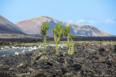 仙人掌,火山,泥土,天空,兰萨罗特岛,水平画幅,沙子,无人,火山地形,大西洋群岛