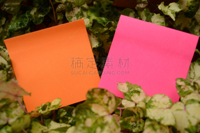 菜园,日记,周年纪念卡,留言板,景天属植物,水平画幅,笔记本,金融,文字,户外