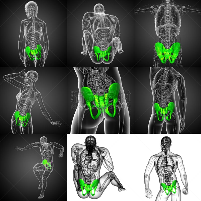 骨盆,健康保健,三维图形,骨骼,绘画插图,股骨,软骨,人体子宫,人类骨架,脊柱