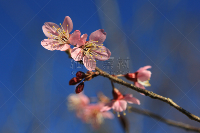 桃,桃花,天空,风,气候,水平画幅,符号,越南,枝,叶子