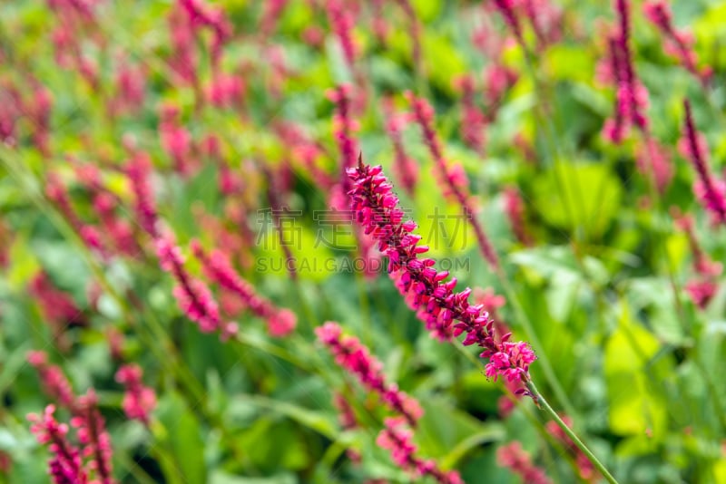 红色,花朵,关闭的,尖的,公园,水平画幅,无人,喜马拉雅山脉,荞麦,长方形