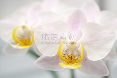 地球,美,留白,水平画幅,无人,蝴蝶兰,特写,花蕾,拉昂,东南亚