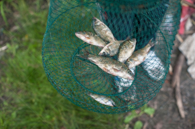 鲫鱼,水,动物嘴,休闲活动,动物身体部位,夏天,湖,草,男性,动物鳍