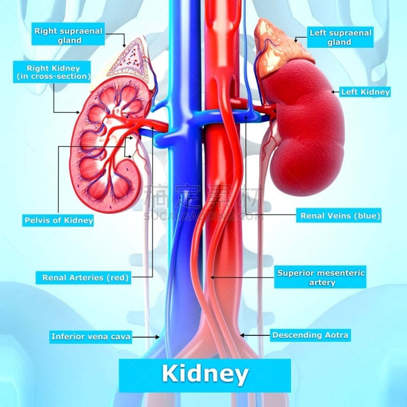 肾上腺,肾脏,建筑结构,计算机网络,绘画插图,真皮层,头发,皮脂腺