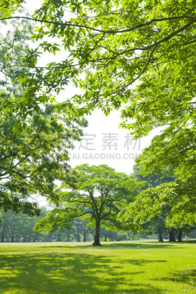 公園 芝生広場