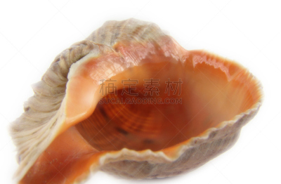 贝壳,动物嘴,水平画幅,软体动物,喇叭形海螺,周末活动,彩色图片,热带气候,钓鱼,休息