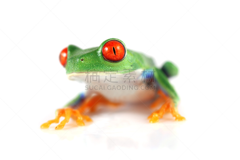 红眼树蛙,正面视角,野生动物,水平画幅,绿色,无人,青蛙,白色背景,背景分离,反射