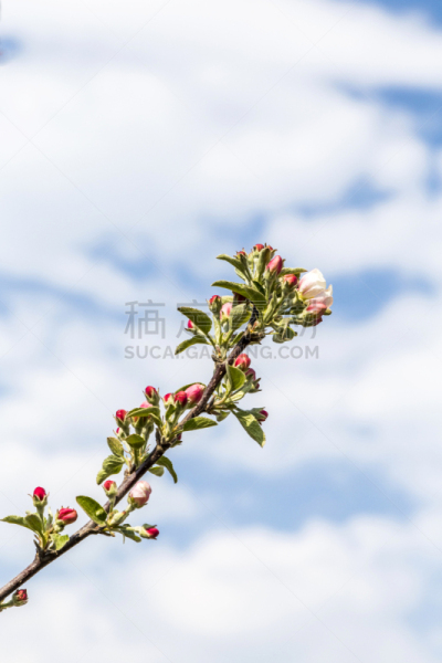 白色,枝,苹果,粉色,垂直画幅,天空,美,户外,特写,花蕾