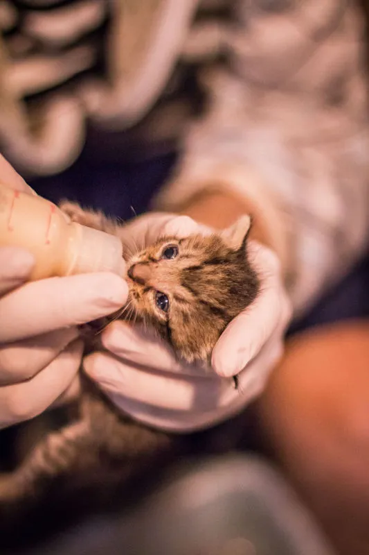 猫 可爱的 灰色 床 哺乳纲 猫科动物 一只动物 头发 动物 动物头图片素材下载 稿定素材