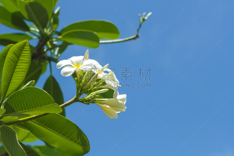 赤素馨花,天空,蓝色,马斯克林群岛,自然,水平画幅,印度洋,旅行者,夏天,岛