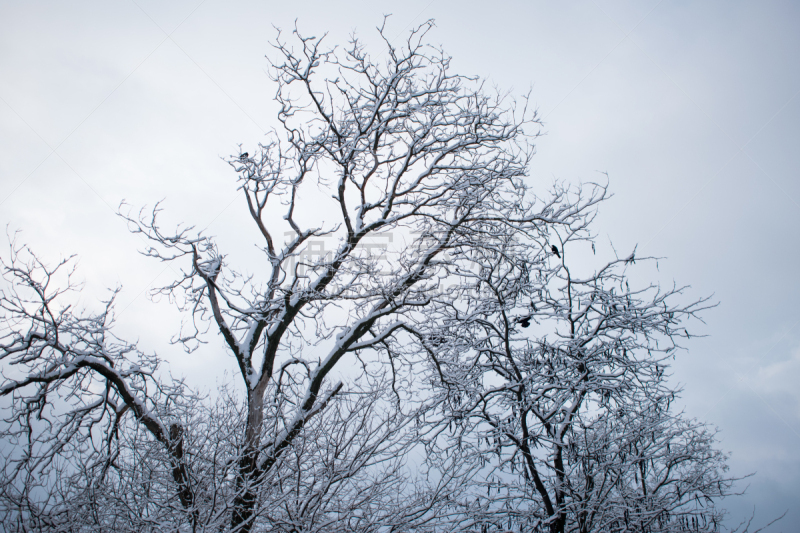 winter trees. Black trees against the sky. Black branches of trees covered with snow. Silhouette of tree, trees. Postcard, wall-paper, décor. Winter, autumn fairy-tale. Beautiful nature