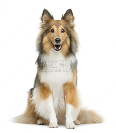 喜乐蒂牧羊犬,白色背景,狗,垂直画幅,正面视角,褐色,注视镜头,无人,哺乳纲,白色