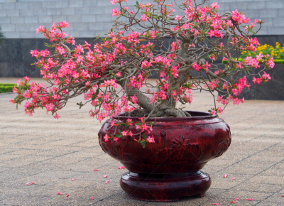 盆景,红松,亚洲,自然,越南,花盆,图像,花朵,美,无人