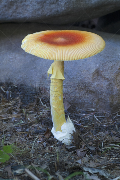 蘑菇,一半的,苗条,自然,垂直画幅,真菌,伞形毒菌,无人,毒蝇菇,食用菌