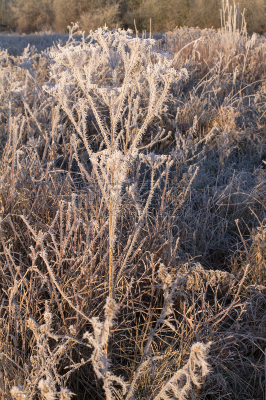 早晨,冰,克雷菲尔德,植物,自然,垂直画幅,雪,无人,草,特写