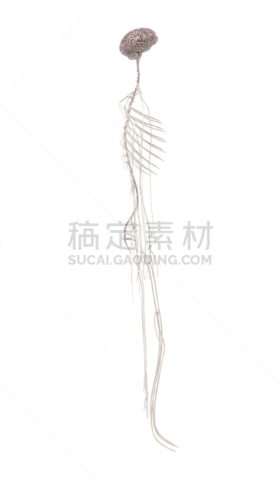 神经系统,有序,垂直画幅,小脑,形状,绘画插图,人,健康保健