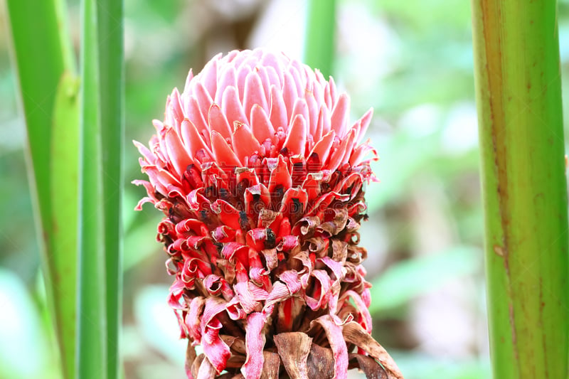 torch ginger,单子叶植物,菜园,水平画幅,绿色,枝繁叶茂,无人,户外,生姜,红色