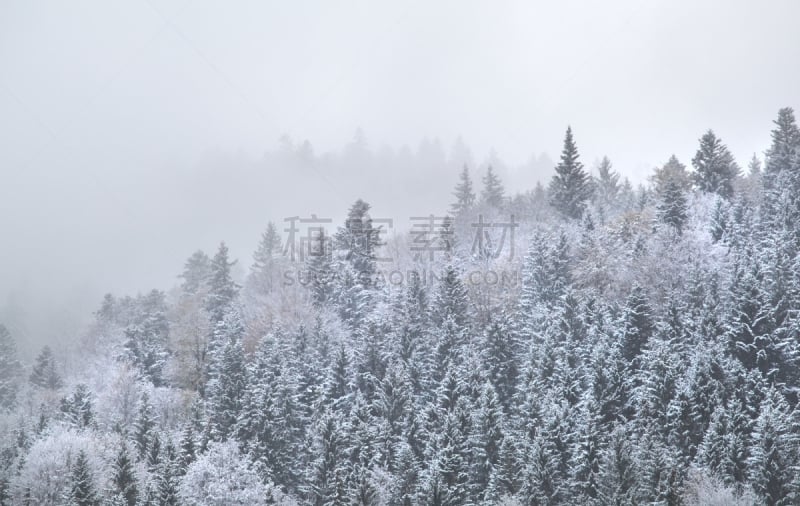 冬天,山,雾,森林,拥挤的,米登华德,巴伐利亚,水平画幅,雪,无人