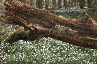 Snowdrops in UK woodland