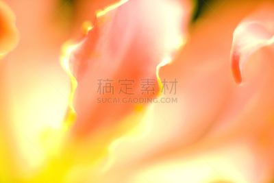 火红色百合,自然,式样,水平画幅,套色版,五月,材料,特写,春天,植物