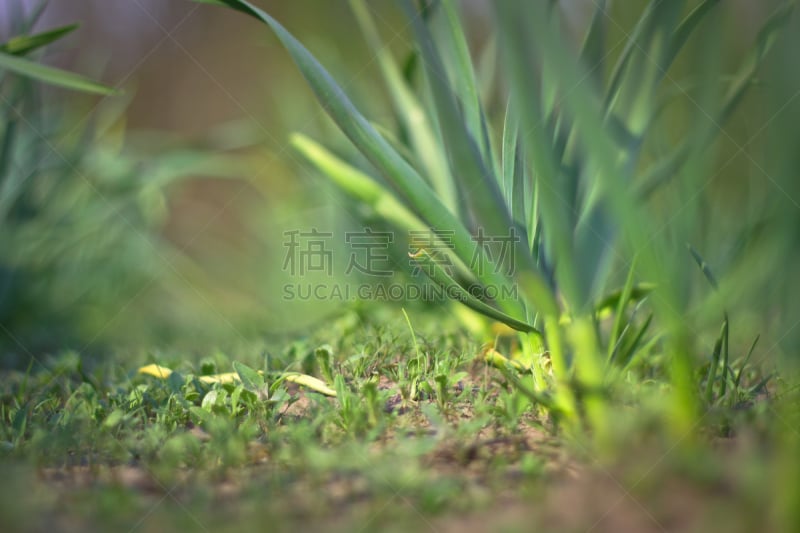 草,种植园,香料,背景,园林,大蒜,公园,背景虚化,运动模糊,成年子女