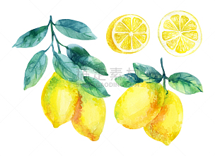 柠檬,水果,枝,叶子,白色,水彩画,分离着色,水彩画颜料,香橼