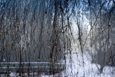 露水,weeping beech,水平画幅,冬天,雪,山毛榉树,户外,摄影,融化,树