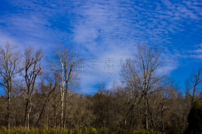 沼泽,树林,天空,北卡罗来纳,草地,水平画幅,绿色,无人,蓝色,鸟类