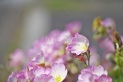 夜来香,水平画幅,无人,五月,日本,茅崎,墨西哥夜来香,红色,春天,植物