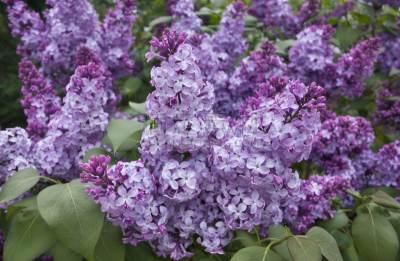 灌木,自然美,丁香花,韦尔夫利特,柯德角,芳香的,水平画幅,无人,五月,户外