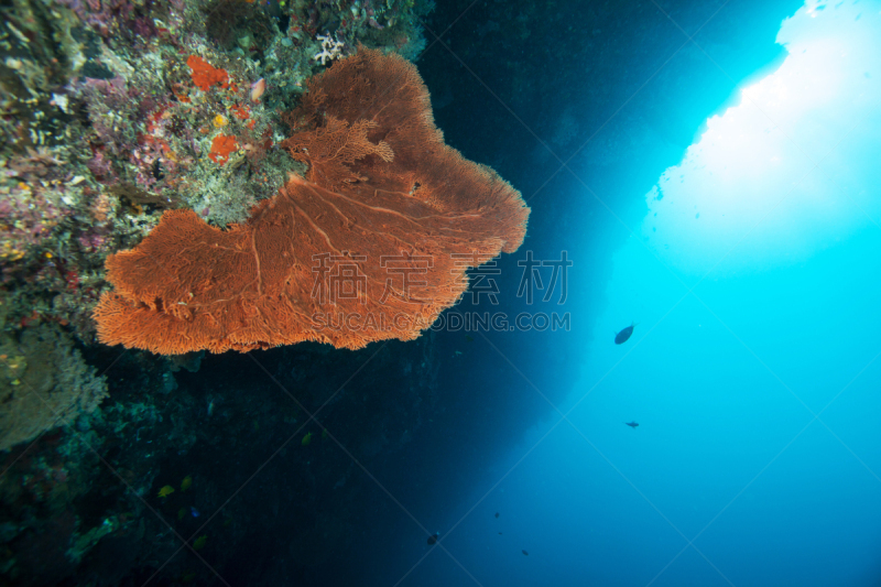 诗巴丹岛,马来西亚,西里伯斯海,石帆珊瑚虫,red sea anthias,海扇,水肺潜水,水上运动服,臀部,水