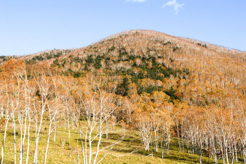 北海道,秋天,日本,黑云杉,带广,十胜岳,水平画幅,绿色,橙色,地形