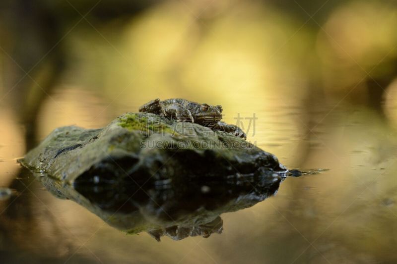 普通蟾蜍,癞蛤蟆,自然,水平画幅,青蛙,动物身体部位,生物学,雄性动物,泉,抱合