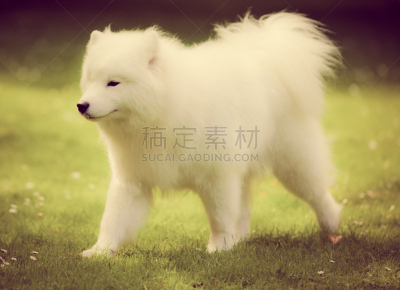 萨摩耶犬,狗,阶调图片,ins风,因纽特人,雪橇犬,水平画幅,母马,户外,草