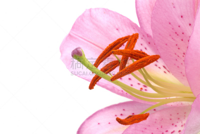 百合花,白色背景,粉色,瞻星鱼,占星百合,卷丹,自然,美,芳香的,水平画幅