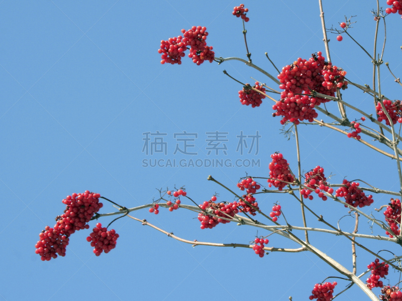 花楸浆果,两个物体,冬天,白花楸,山梨树,天空,水平画幅,无人,特写,树林