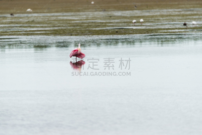 玫瑰色琵鹭,环境净化,赛尼贝岛,水,美国,水平画幅,鸟类,佛罗里达,水禽,清洗