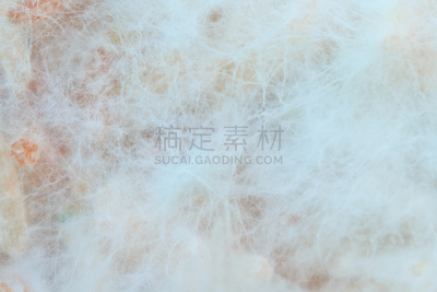 真菌,背景,霉菌,檐口,实验室,食用菌,职业安全与健康,明胶,清洁工